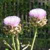 Jardins potagers